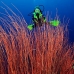 seawhip_kj_v_0705_png0008.jpg
